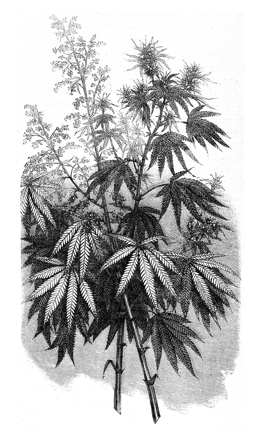 Black and white illustration of a cannabis plant