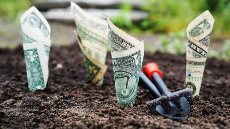 photo of dollar bills planted in the ground